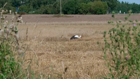 A white stork is walking Stock Footage 321132891