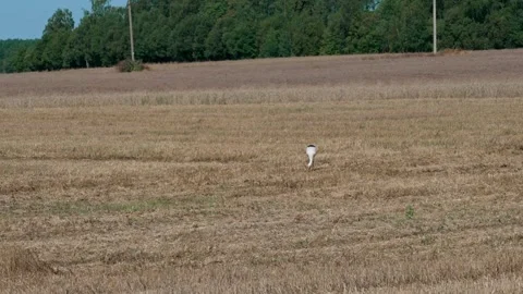 A white stork is walking Stock Footage 321133057