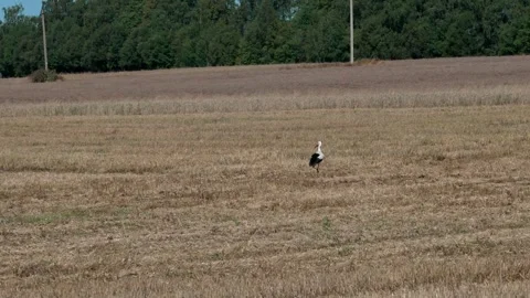 A white stork is walking Stock Footage 321133139