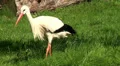 White Stork walking in grassland HD Footage