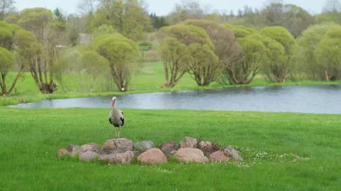 White stork walking near a small stone circle fire pit in a green lawn by a Stock Footage 339678784