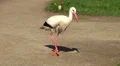 White Stork walking in a park terrain HD Footage