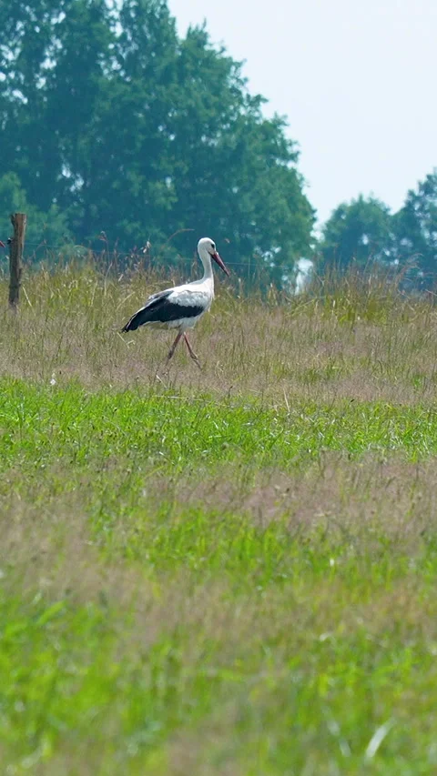 White Stork Walking Through Green Grassy Meadow In Vertical Format Stock Footage 328936866