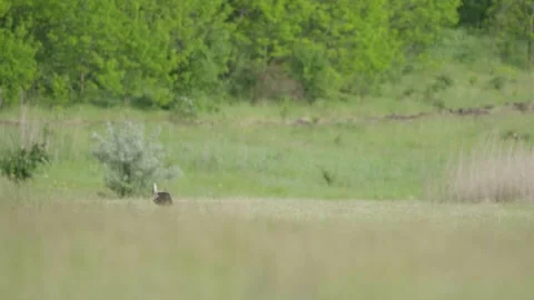 White Stork Walking Through Meadow Grass in Spring Countryside Stock Footage 341764105