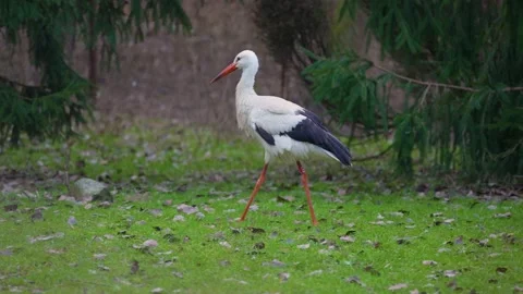 The white stork walks among the trees. Stock Footage 230237342