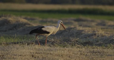 White stork walks on the meadow, 4K slomo Stock Footage 222024258