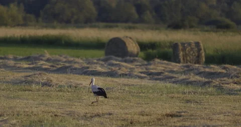 White stork walks on the meadow, 4K slomo Stock Footage 222274750