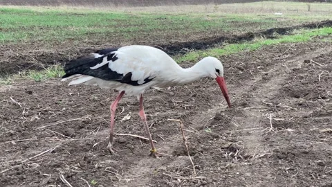 White stork with wing black edge finds food in loose ground Stock Footage 182835491