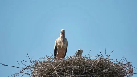 White storks are sitting on nest against background of blue sky. White stork  Stock Footage 218314302