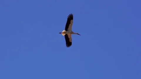 White storks in blue sky Stock Footage 115855688