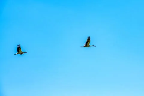 White storks (Ciconia ciconia) flying in a sky Stock Photos