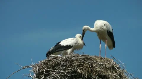 White Storks (Ciconia ciconia) Stock Footage 11678148