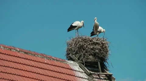White Storks (Ciconia ciconia) Stock Footage 11680701