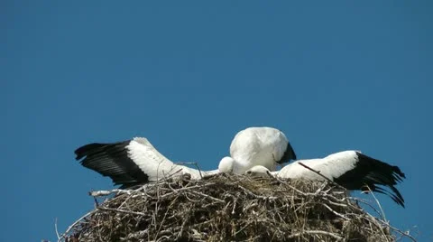 White storks (Ciconia ciconia) Stock Footage 11683333