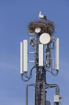 White Storks (Ciconia Ciconia) nesting on a cell tower, ignoring the danger of Stock Photos