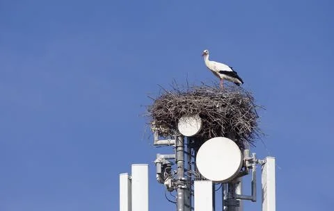 White Storks (Ciconia Ciconia) nesting on a cell tower, ignoring the danger of Stock Photos