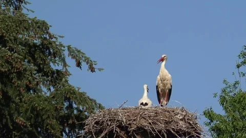 White storks (ciconia ciconia) in stork's nest. Pooping father stork. Open beaks Stock Footage 76798725
