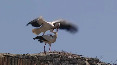 WHITE STORKS COUPLING 库存影片 36335379