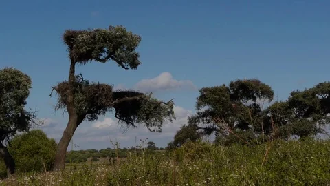 White storks entering the nest flying Stock Footage 83096033