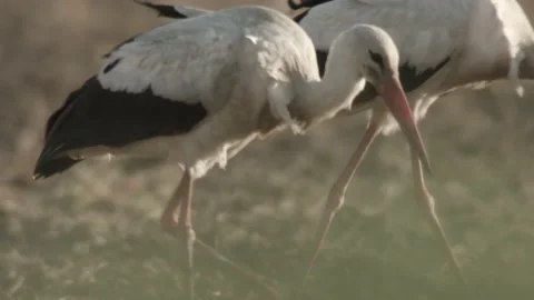 White storks on a field Stock Footage 167062842