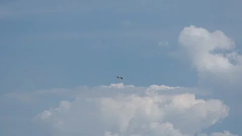 White storks fly in a blue sky with clouds and gather in a flock. Video stock 281337865
