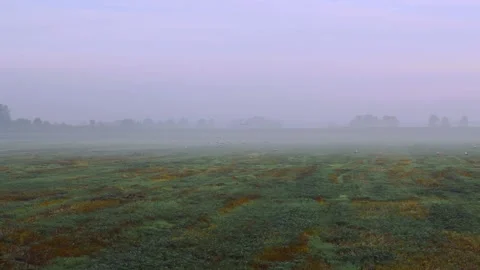 White storks fly over green fields early in the foggy morning Stock Footage 163141546