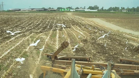 White storks flying after a tractor plowing Stock Footage 93537586