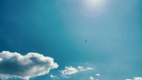 White storks flying Stock Footage 164522596