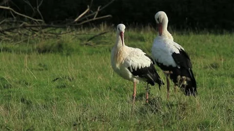 White Storks Stock Footage 20526185