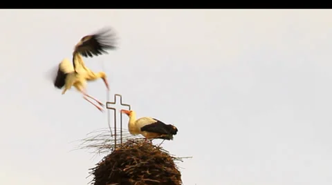 White Storks Stock Footage 36094872