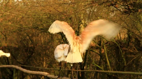White Storks Stock Footage 36104772