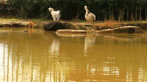 White Storks 库存影片 36123231
