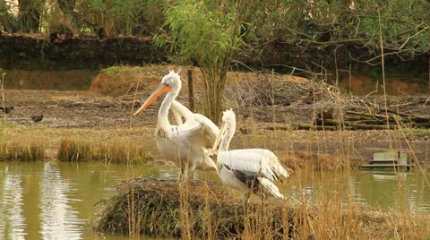White Storks Stock Footage 36123439