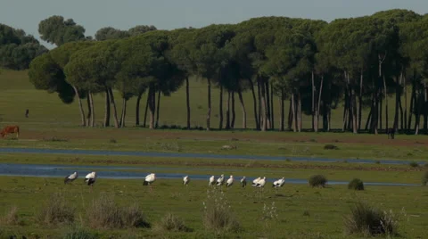 White storks Stock Footage 59317067