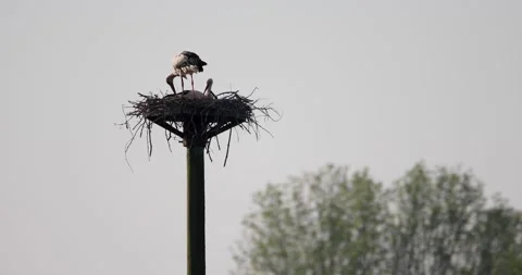 White storks Video stock 309185770