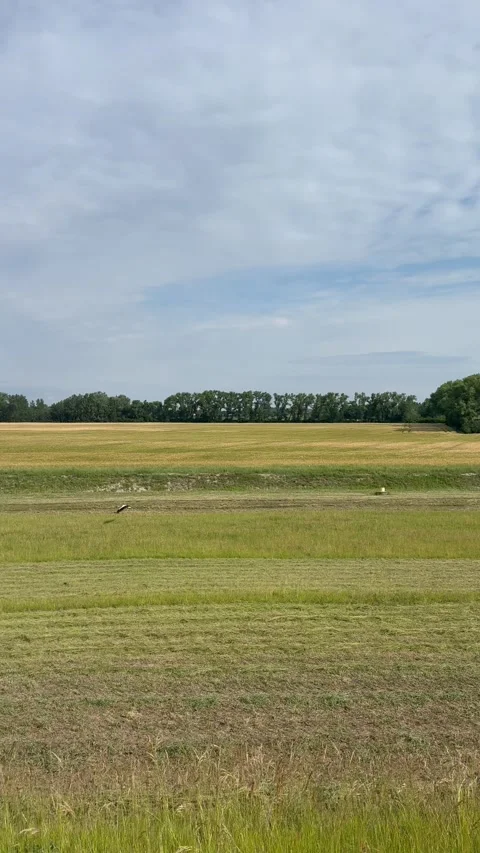 White Storks Green Fields Stock Footage 342501884