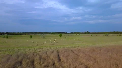 White storks on a green meadow Stock Footage 130429709