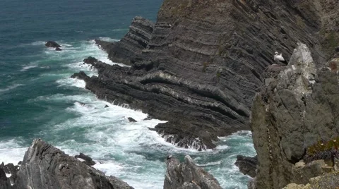 White storks in the landscape Stock Footage 51327044