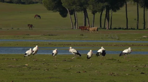 White storks in the marshes Stock Footage 59319336