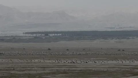 White storks in migration, Jordan Valley, Israel Video stock 289234362