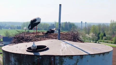 White Storks Nest Above Pigeons Sharing Unusual Rooftop Bird Habitat, Springtime Stock Footage 344007848