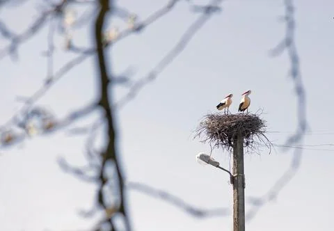 The white storks by nest- building. Spring. Stock Photos
