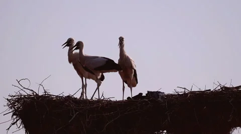 White Storks on the Nest Stock Footage 53195729