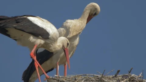 White storks in nest Stock Footage 91738572