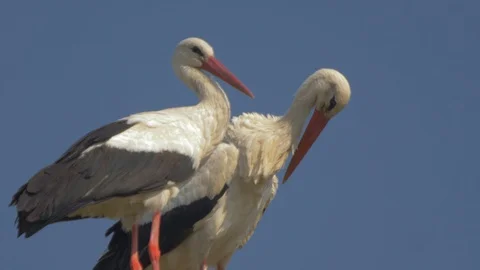 White storks in nest Stock Footage 91738580