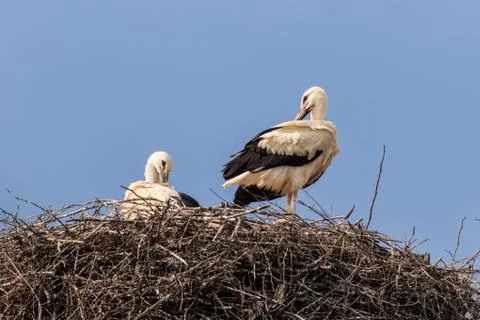 White storks on nest Stock Photos