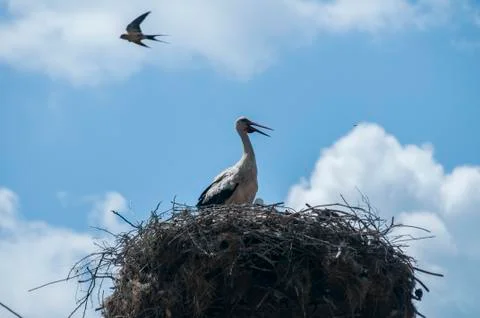 White storks in nest Foto stock