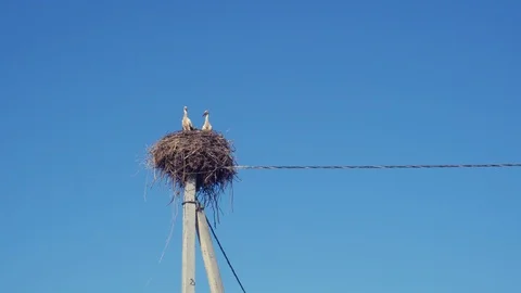 White storks in the nest on a pole against a blue sky Stock Footage 92885908