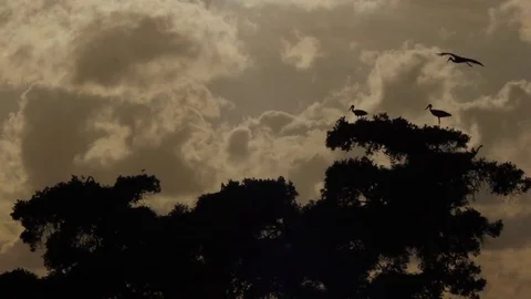 White storks in the nest with storm clouds Stock Footage 83094725