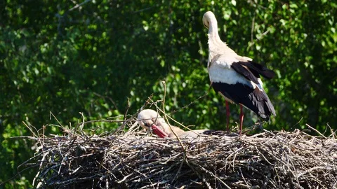White storks at the nest1 Stock Footage 127843888